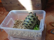 Zvířátkový den ve školce